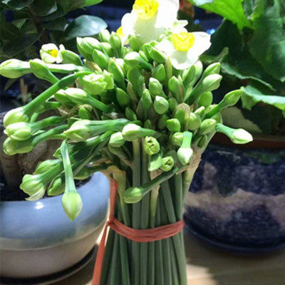 漳州水仙花花束鲜切花新鲜现摘水养客厅水培花苞冬季室内花枝花插