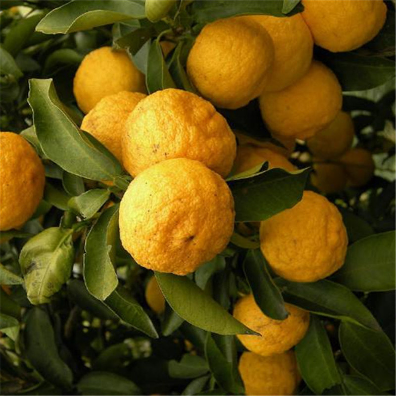 香橼树苗 香泡树苗 香橼树 香橼苗 香圆树苗盆栽地栽当年结果