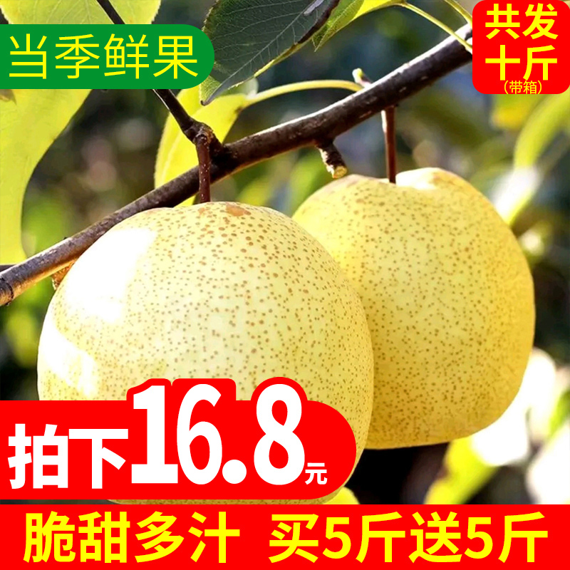 梨子新鲜包邮带箱10斤当季水果现摘雪梨翠冠丰水皇冠砀山酥梨香梨在类目 水产肉类/新鲜蔬果/熟食, 新鲜水果, 梨中 - 来自Buy2taobao.com提供专业的淘宝代购服务