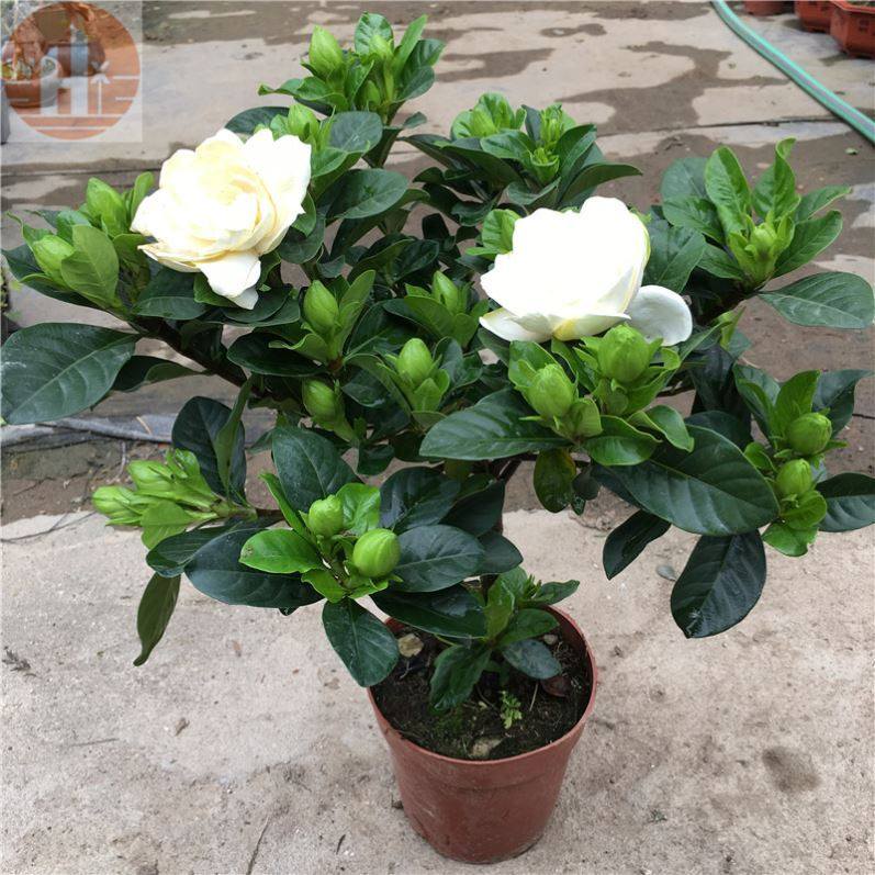 栀子花树苗盆栽大棵带花苞清香庭院四季看开花室内阳台好养的花卉