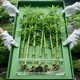 富贵驱蚊竹柏纯水培植物盆栽绿萝客厅花卉好养的办公室内桌摆绿植