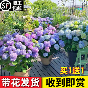 绣球花苗盆栽无尽夏老桩带花苞室内庭院花卉植物四季开花好养耐寒