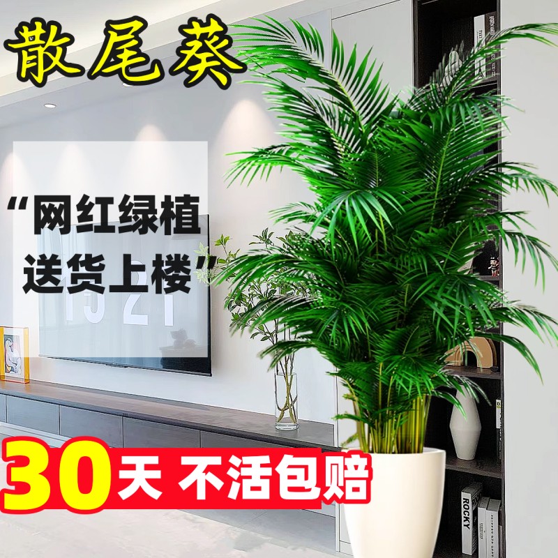 散尾葵植物盆栽客厅大型绿植室内好养