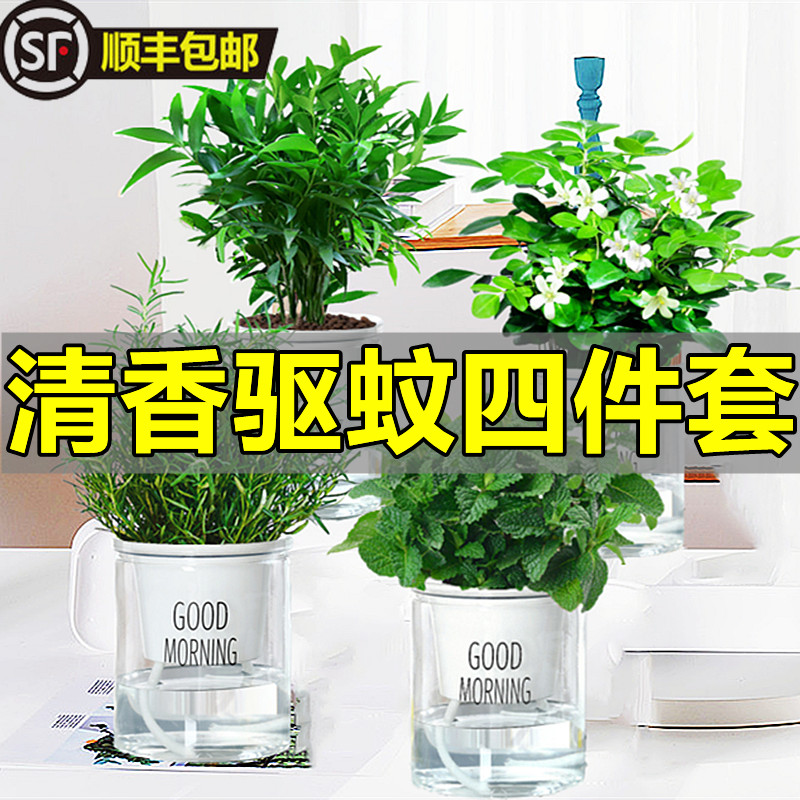 驱蚊植物水培薄荷叶竹柏迷迭香九里香