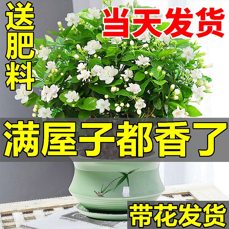 茉莉花苗盆栽带花苞九里香老桩驱蚊水