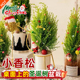 香冠柏小香松盆栽植物圣诞树棒棒糖盆栽室内植物四季圣诞绿植礼品