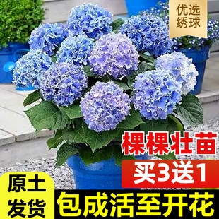 无尽夏绣球花苗盆栽带花苞四季开花卉绿植物室内阳台庭院老桩鲜花