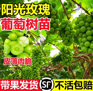 葡萄树苗阳光玫瑰无籽葡萄苗南北方种植四季晴王蓝宝石巨峰