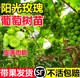 葡萄树苗阳光玫瑰无籽葡萄苗南北方种植四季晴王蓝宝石巨峰