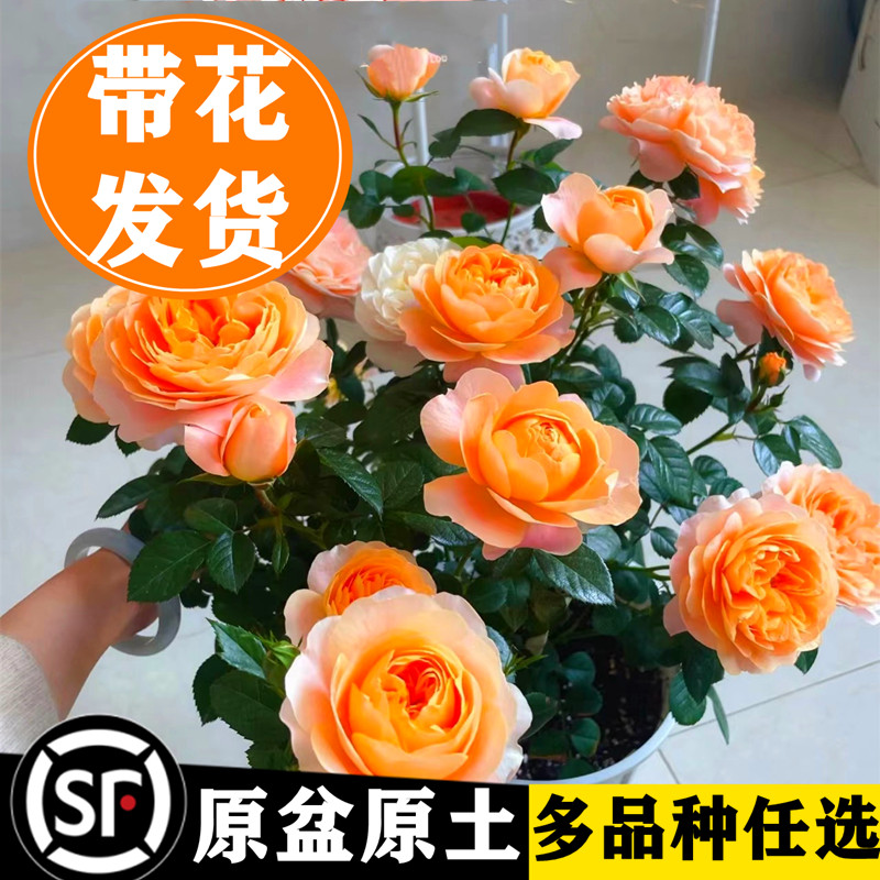 果汁阳台月季花苗盆栽玫瑰鲜花卉植物