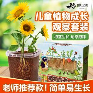 儿童植物小学生种植观察盒日记根系生长小盆栽向日葵种子发芽套装