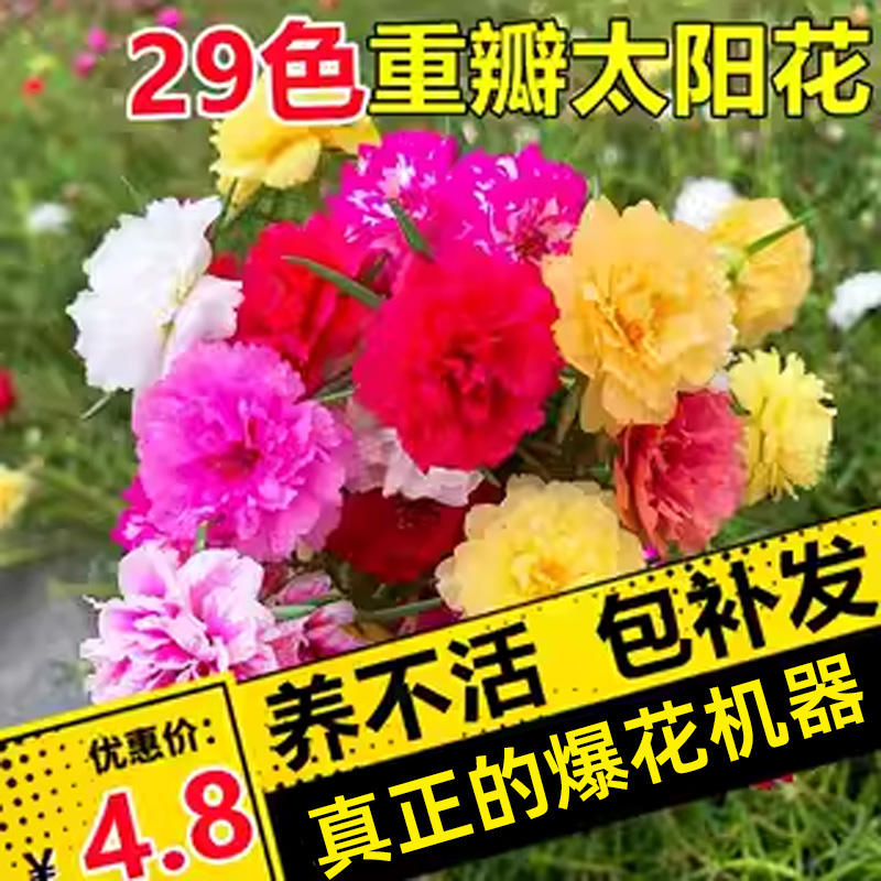 重瓣太阳花苗盆栽带花苞四季开花枝条