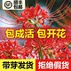 彼岸花种球曼珠沙华盆栽红花换锦石蒜大种球阳台花卉浓香晚香玉