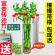 带根转运竹水竹富贵竹植物水养开运竹子盆栽客厅室内招财水培绿植