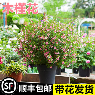 小木槿花树苗盆栽花苗棒棒糖室外阳台庭院花卉植物室内带花苞