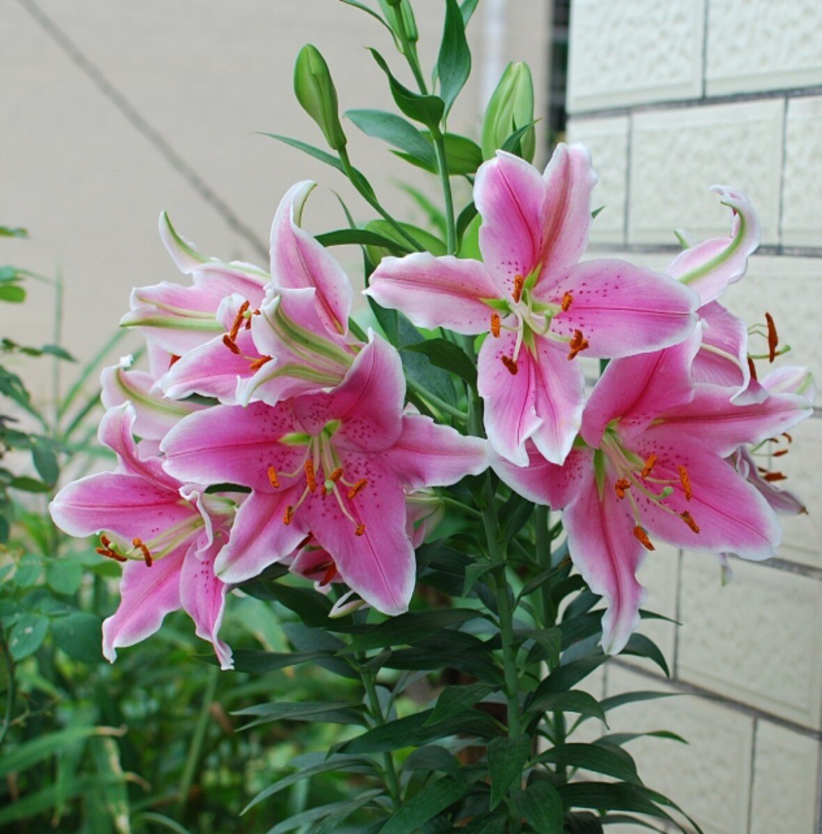 百合花种球包邮