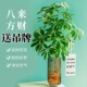 水培鸭脚木盆栽绿植物室内客厅鲜切南天竹平替水养马醉木八方来财