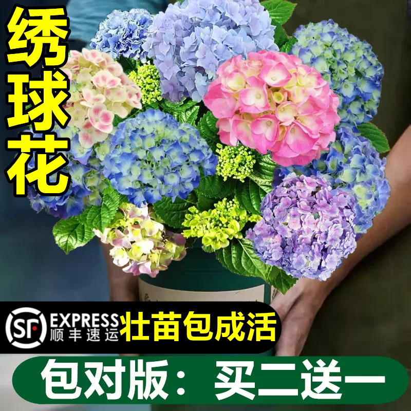 无尽夏绣球花苗盆栽带花苞四季开花卉