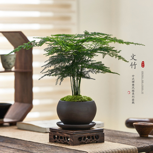 文竹盆栽植物室内桌面禅意好养创意小盆景办公室四季绿植迷你摆件