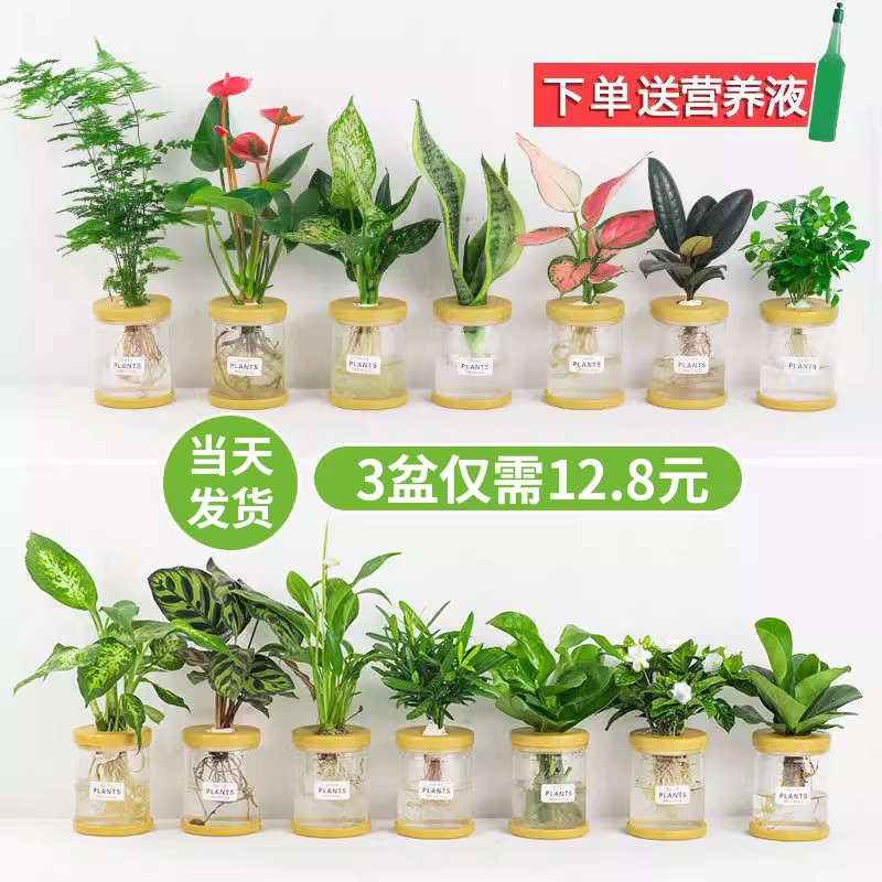 水培植物盆栽绿萝栀子花办公室内花卉