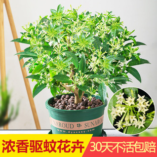 夜来香花苗盆栽阳台庭院夏季驱蚊香草树苗夜来香植物花卉当年开花