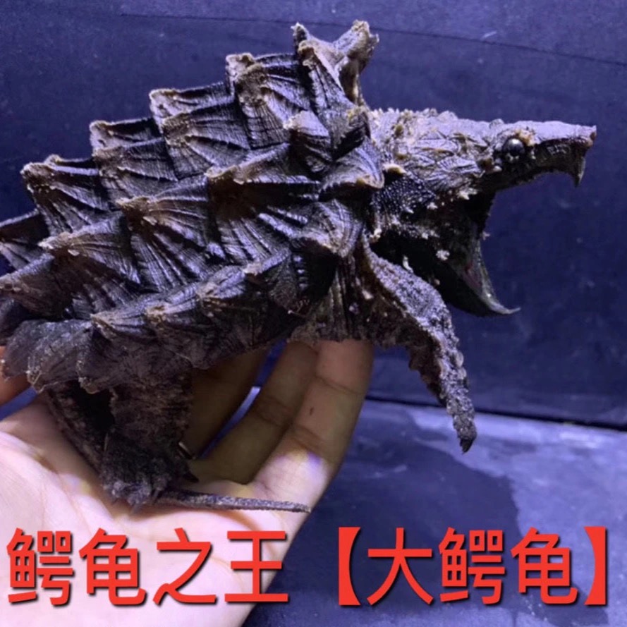 小鳄龟苗