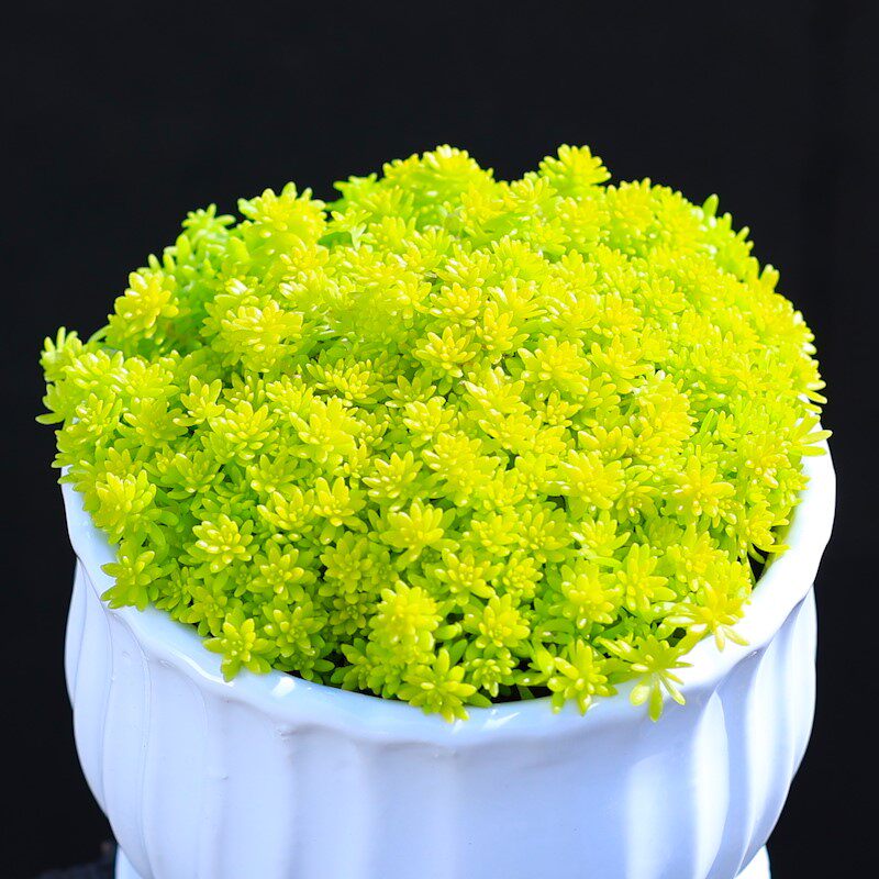 万年草_黄金草多肉植物盆栽花卉植物易养人气新手多肉薄雪万年草