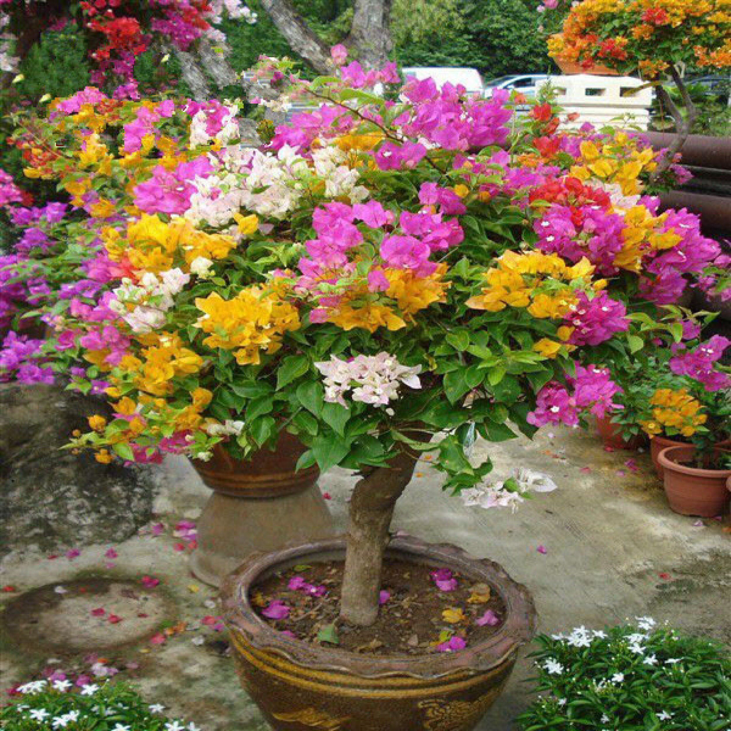 三角梅嫁接_多色嫁接三角梅巴西爬藤耐寒带花盆栽x桩多色重瓣花四季带