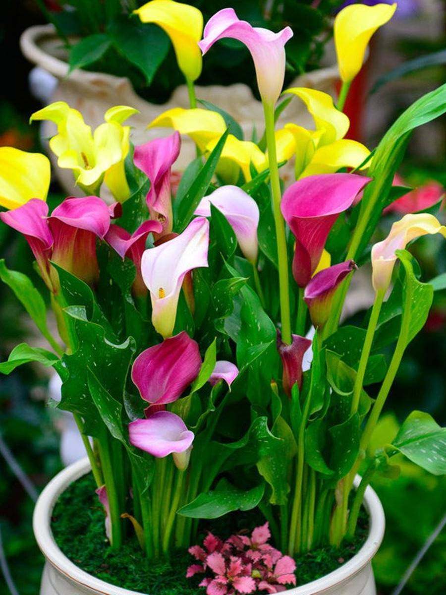 马蹄莲是吉祥如意的象征,马蹄莲冬季养殖方法及种植方法 - 篇篇花草网