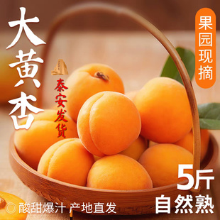 山东大黄杏子新鲜水果