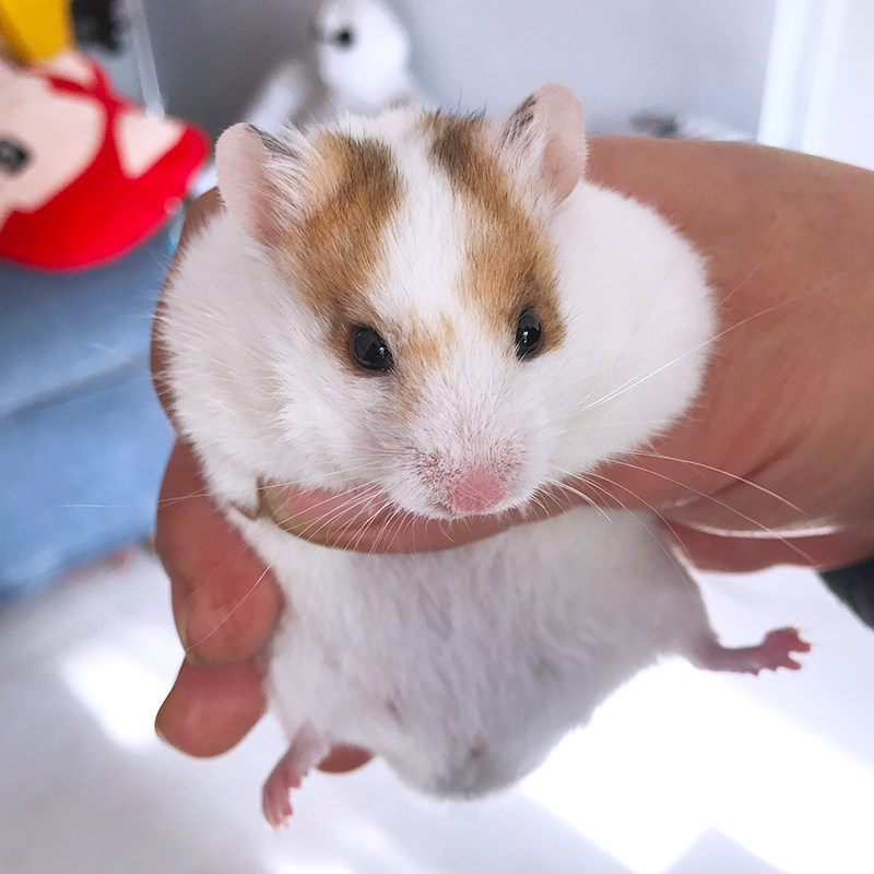 仓鼠活体 巨型 白熊大额优惠券