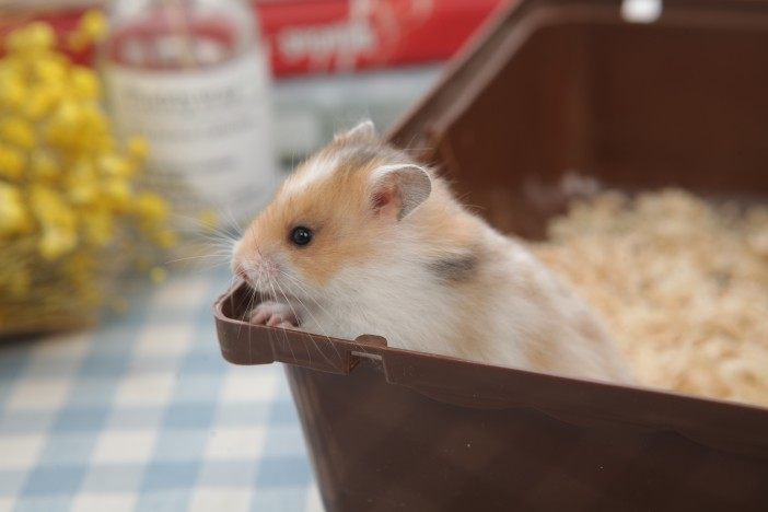 活体眼线仓鼠包活已售79￥160折后价￥300淘宝新品优惠券5元金丝熊仓