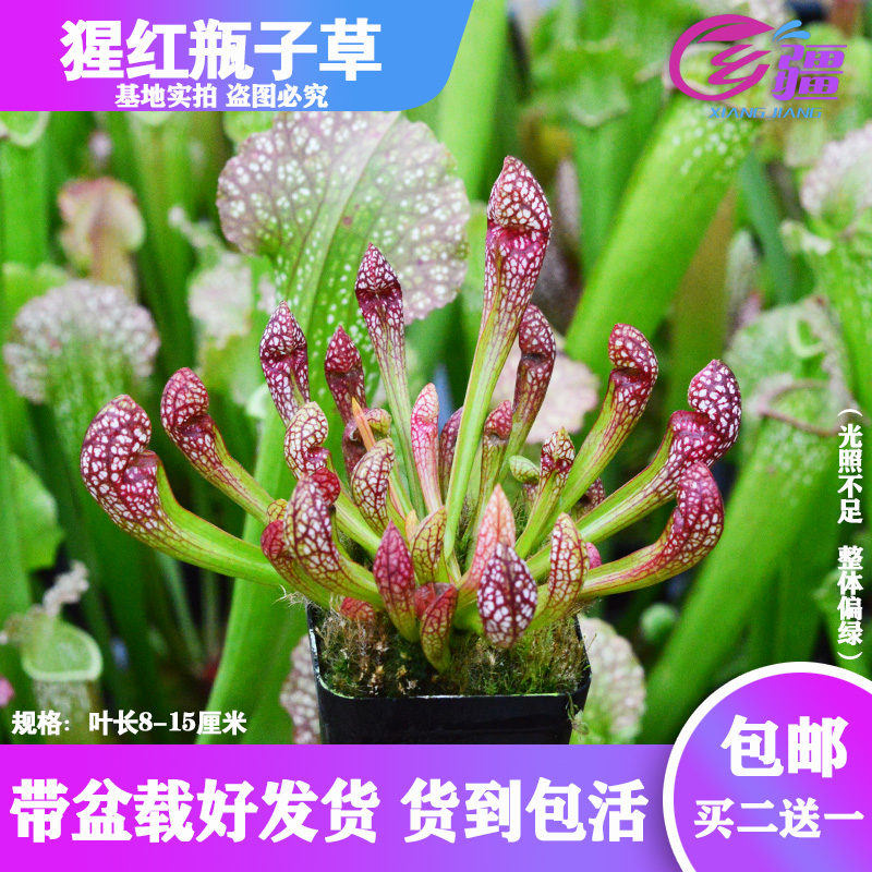 基地直销【猩红瓶子草】食虫植物捕蝇