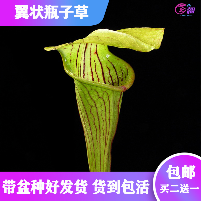 基地直销【翼状瓶子草】食虫植物捕蝇