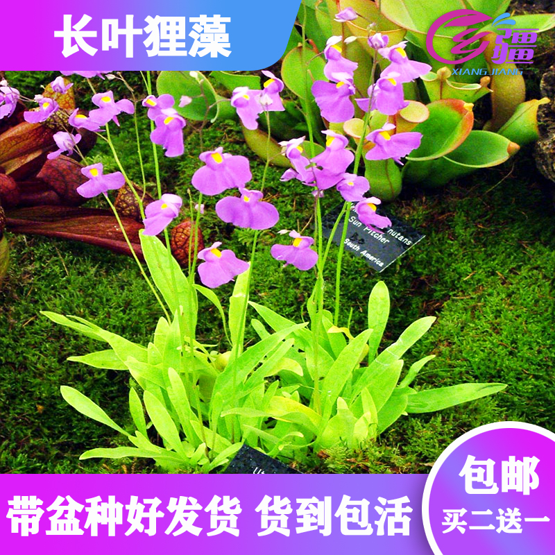 基地直销【长叶狸藻】食虫植物驱蚊草