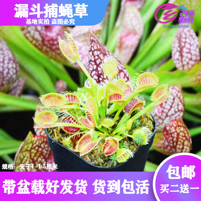 基地直销【漏斗捕蝇草】食虫植物猪笼