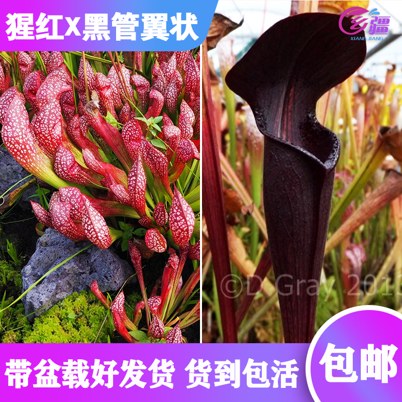 【猩红X黑管翼状瓶子草】食虫植物 