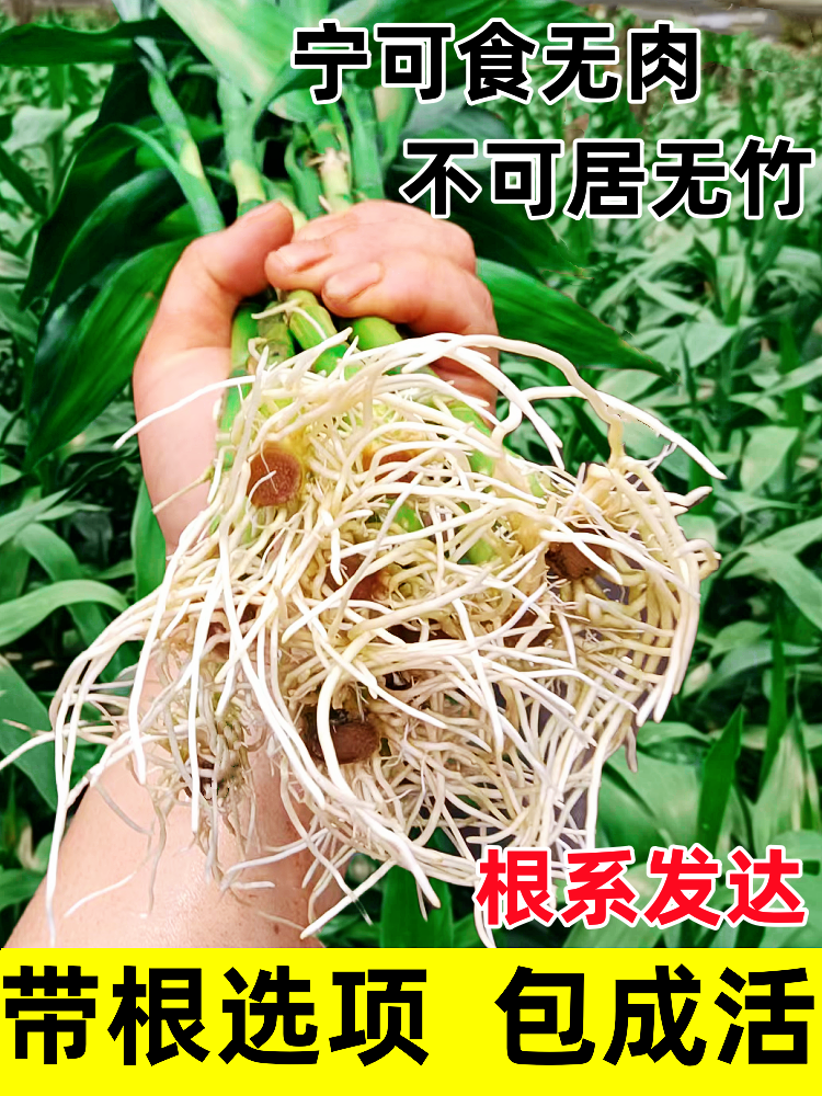 带根富贵竹水培植物养转运竹子绿植盆