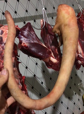 顺丰新鲜土黄牛尾巴带皮骨头现杀8斤粤北农家放养高品质吃草牛