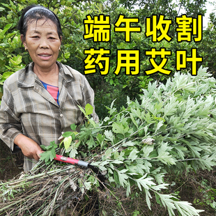 湖北蕲艾叶草杀菌消毒干艾草叶泡脚包家用散装新鲜去泡澡月子