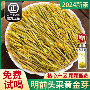 黄金芽2024年新茶特级头采明前绿茶嫩芽安吉奶白茶礼盒装茶叶500g