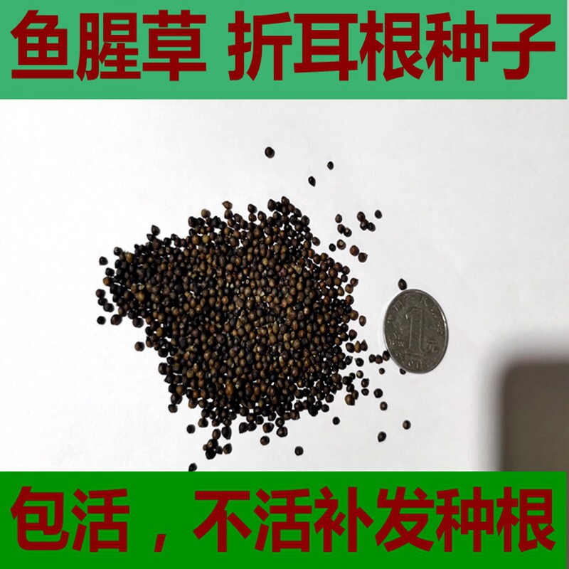 鱼腥草种子折耳根种子鱼腥草籽折耳根种籽种苗新鲜盆栽鱼腥草种根
