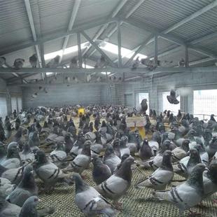白羽王银王成年原配种鸽肉鸽鸽子养殖包技术一对包活包下蛋m
