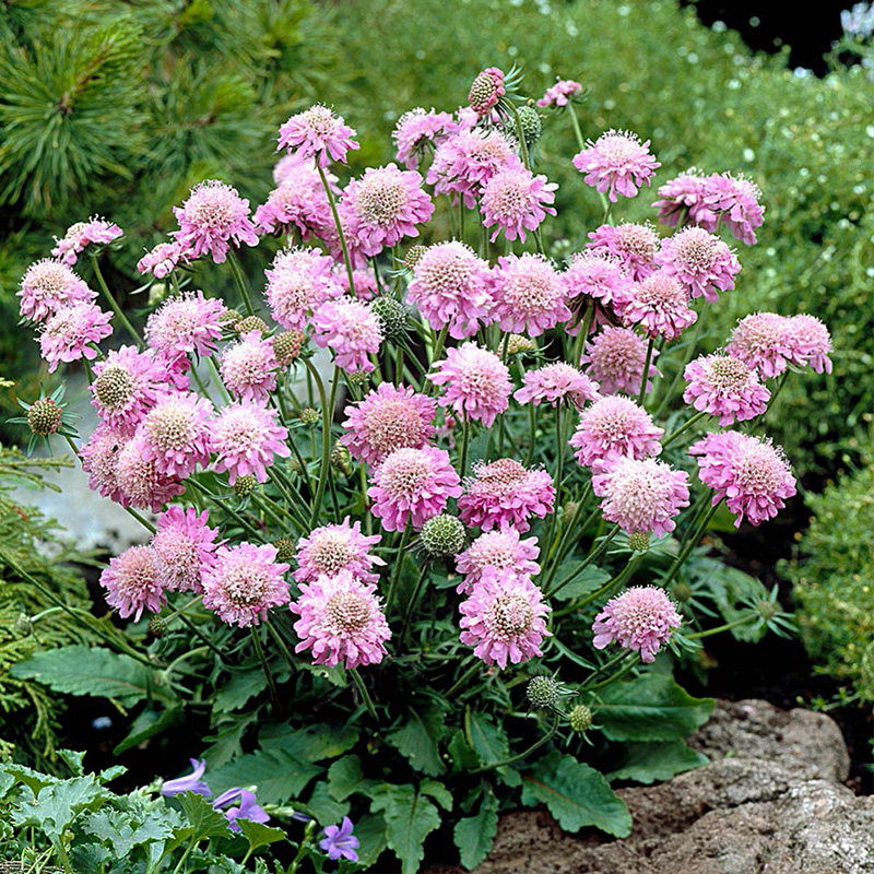 种花王大爷 蓝盆花盆栽花卉多年生阳台庭院易养活多季