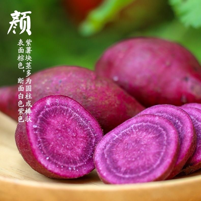 越南紫薯新鲜现挖5斤小紫薯农家自种沙地紫心番薯地瓜蔬菜小红薯