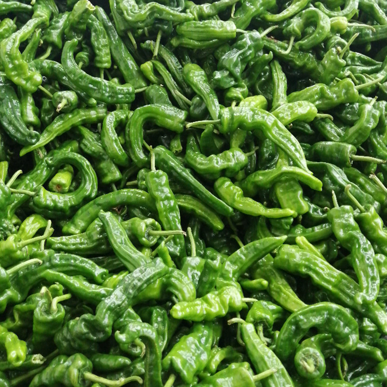 山东枣庄新鲜辣椒薄皮辣椒青螺丝辣椒辣子鸡专用农家蔬菜3斤包邮
