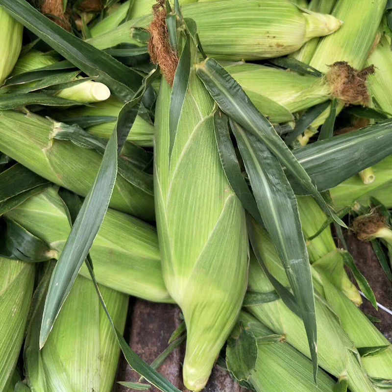 雲南特産 新鮮水果玉米 應季果蔬 産地直供 帶箱8斤在類目 水產肉類/新鮮蔬果/熟食, 新鮮水果, 其它中 - 來自Buy2taobao.com提供專業的淘寶代購服務
