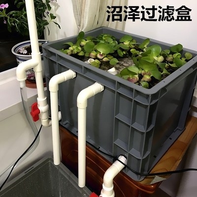鱼菜共生系r统阳台虹吸池沼泽鱼缸