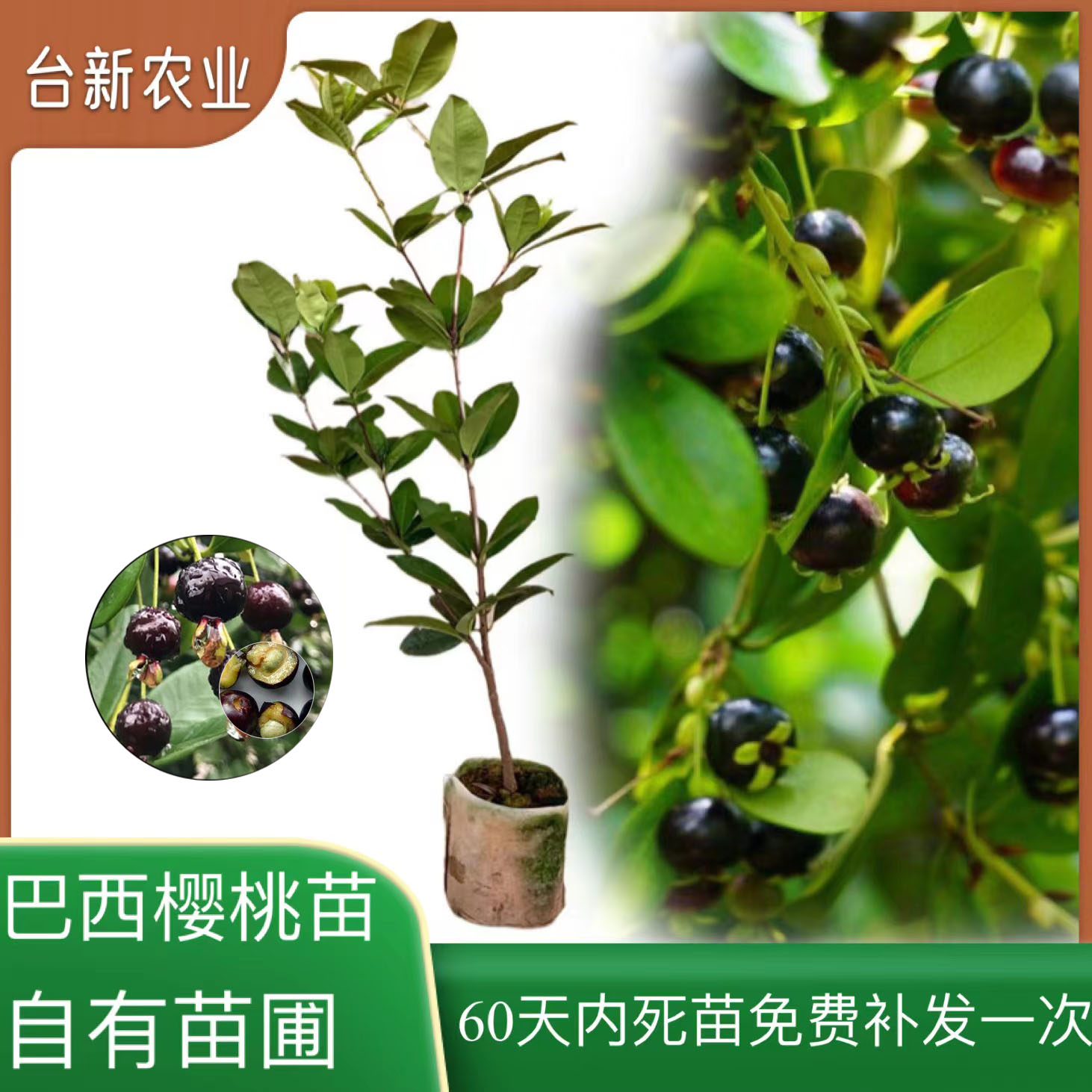 巴西樱桃苗甜地栽盆栽车厘子大树苗