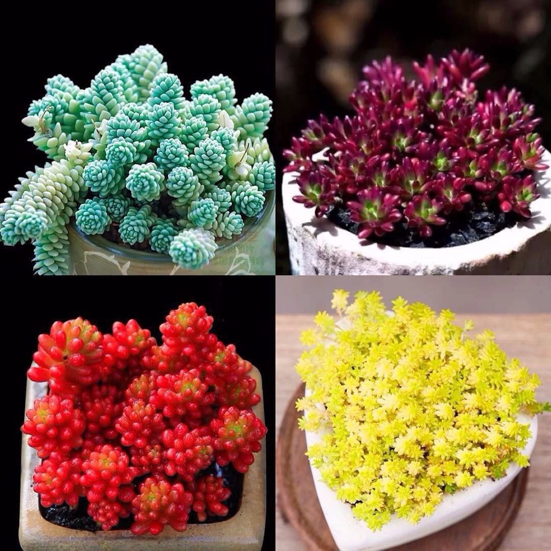 云南直发黄金万年草多肉植物组合盆栽小盆栽绿植室内防辐射桌面
